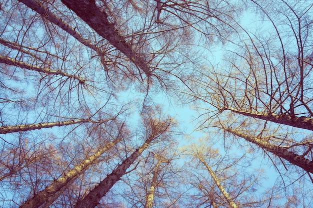 Hermoso paisaje de árbol de ángel bajo y rama con fondo de cielo