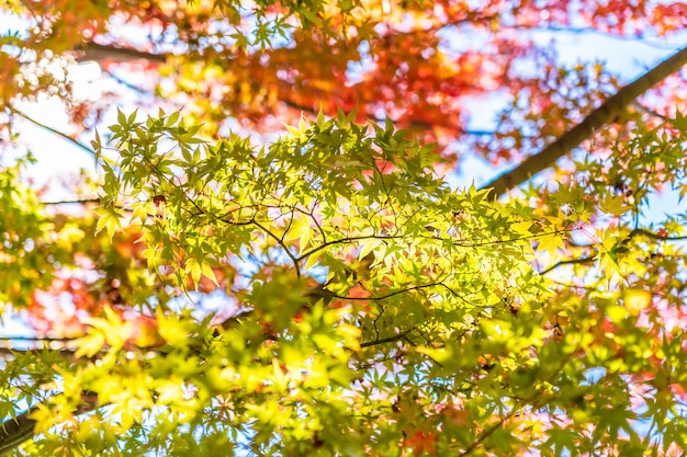 Foto gratuita hermoso paisaje con árbol de hoja de arce en temporada de otoño