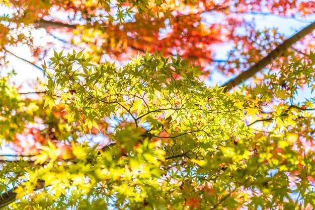 Hermoso paisaje con árbol de hoja de arce en temporada de otoño