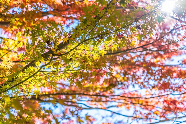 Hermoso paisaje con árbol de hoja de arce en temporada de otoño