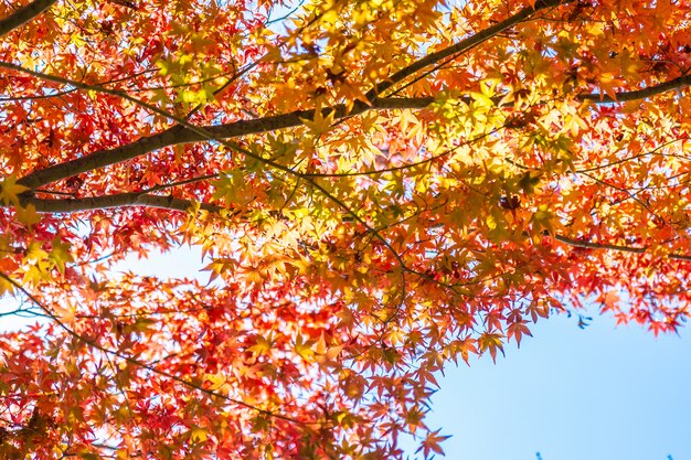 Hermoso paisaje con árbol de hoja de arce en temporada de otoño