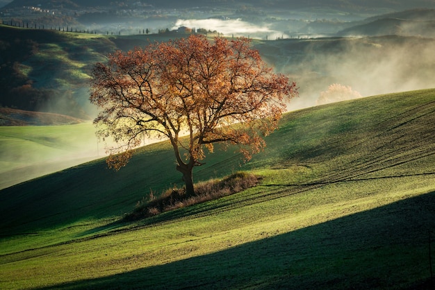 Hermoso paisaje de un árbol seco en una montaña verde cubierta de niebla