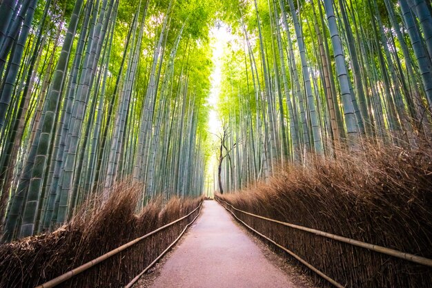 Hermoso paisaje de arboleda de bambú en el bosque en Arashiyama kyoto