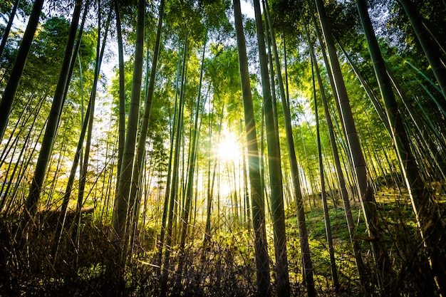 Hermoso paisaje de arboleda de bambú en el bosque en Arashiyama kyoto