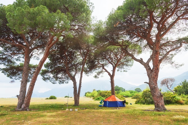 Hermoso paisaje con árboles en el césped en las montañas.