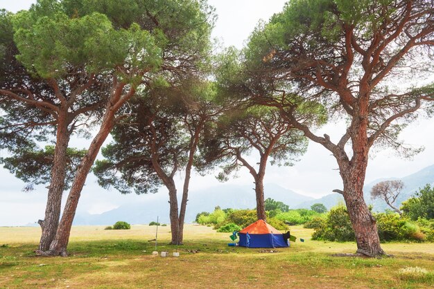 Hermoso paisaje con árboles en el césped en las montañas.