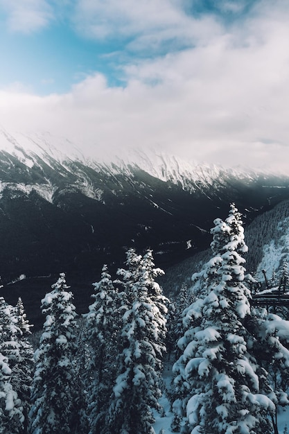 Hermoso paisaje de árboles en las colinas cubiertas de nieve