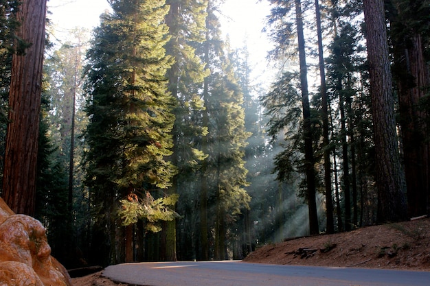 Hermoso paisaje de árboles forestales y vegetación