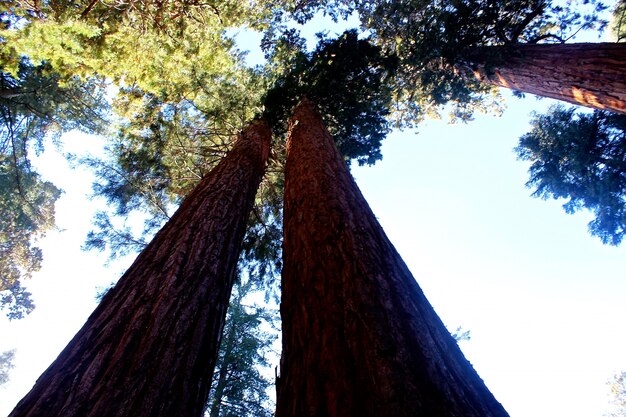 Hermoso paisaje de árboles forestales y vegetación