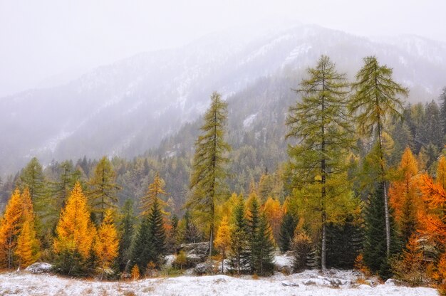 Hermoso paisaje de árboles otoñales durante el invierno