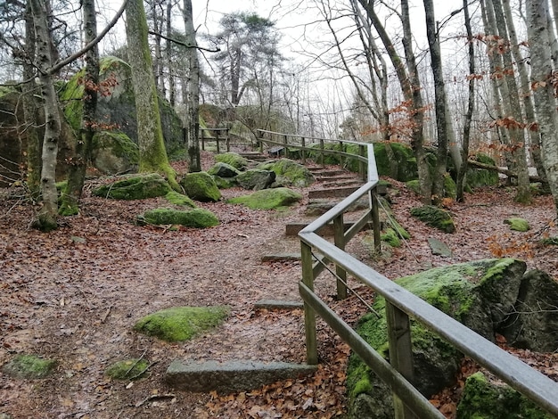 Foto gratuita hermoso paisaje de árboles verdes en medio del bosque en larvik, noruega