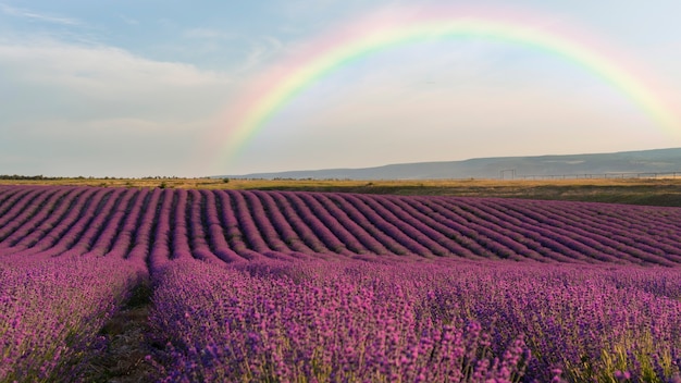 Hermoso paisaje con arcoiris y lavanda.