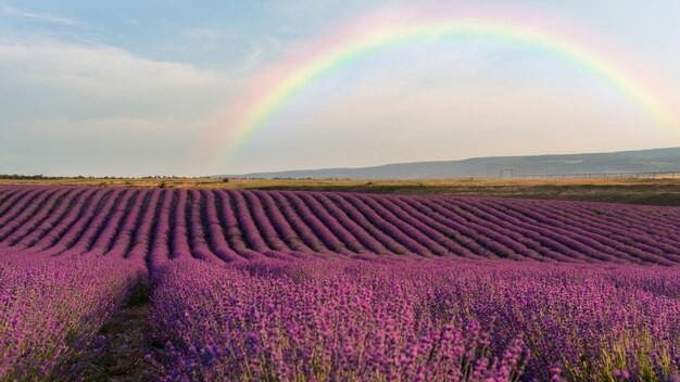 Hermoso paisaje con arcoiris y lavanda.