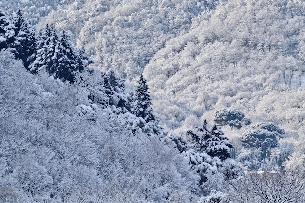 Hermoso paisaje de un bosque con abetos cubiertos de nieve