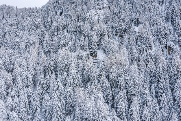 Hermoso paisaje de un bosque en los Alpes nevados en invierno