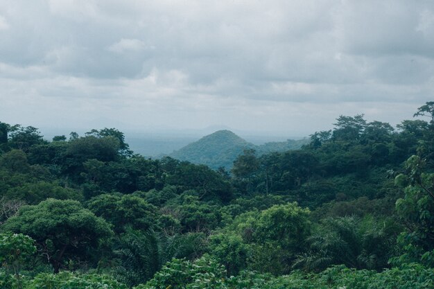 Hermoso paisaje de bosque de árboles verdes bajo el cielo nublado