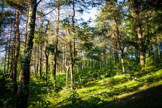 Hermoso paisaje de bosque con árboles verdes en un día soleado de verano