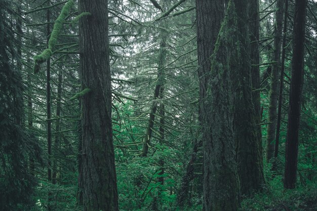 Hermoso paisaje de un bosque en el campo en un día brumoso