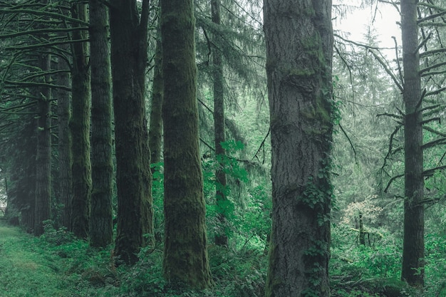 Hermoso paisaje de un bosque en el campo en un día brumoso