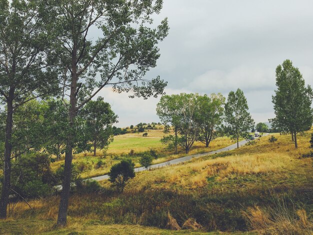 Hermoso paisaje de un bosque en el campo