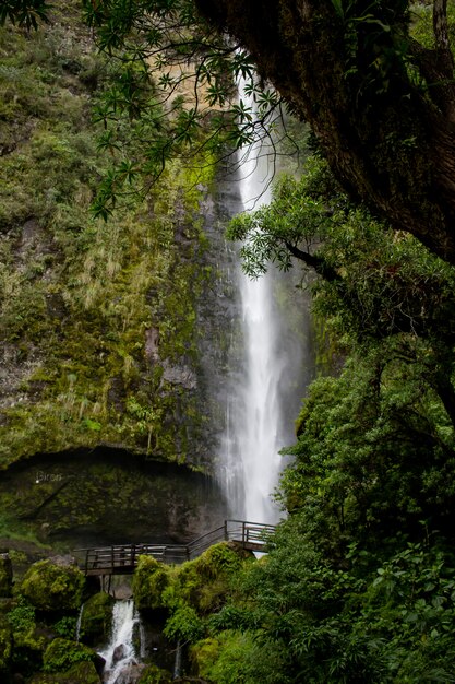 Hermoso paisaje de un bosque con increíbles cascadas brillantes