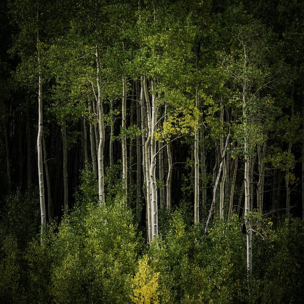 Foto gratuita hermoso paisaje de un bosque lleno de árboles de gran altura y otros tipos de plantas