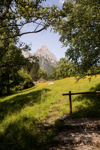 Hermoso paisaje de bosque de montaña