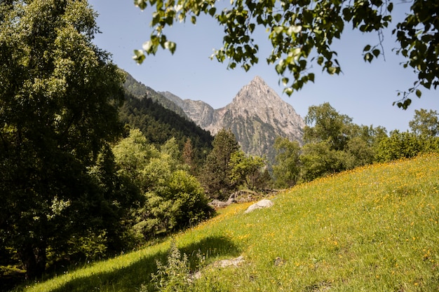 Foto gratuita hermoso paisaje de bosque de montaña