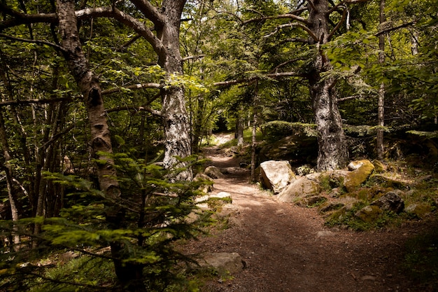 Hermoso paisaje de bosque de montaña