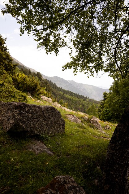 Hermoso paisaje de bosque de montaña