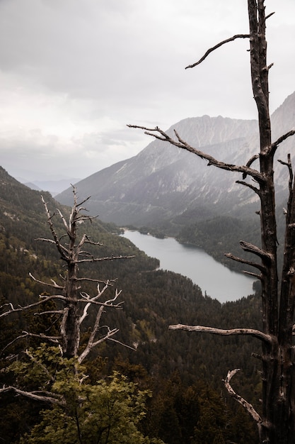 Hermoso paisaje de bosque de montaña