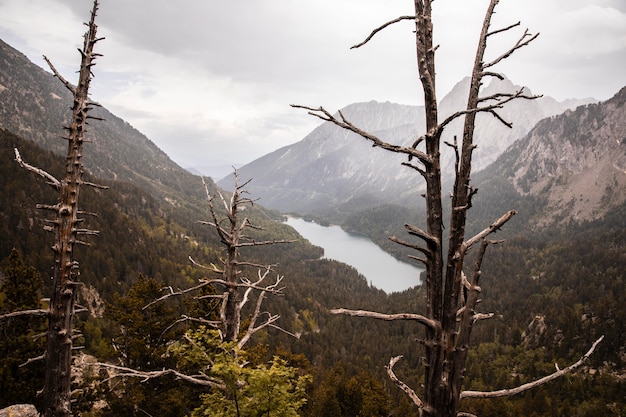 Hermoso paisaje de bosque de montaña