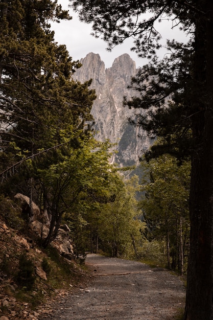 Hermoso paisaje de bosque de montaña