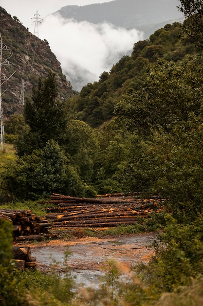 Hermoso paisaje de bosque de montaña