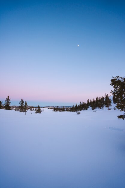 Hermoso paisaje de un bosque con muchos abetos cubiertos de nieve en Noruega