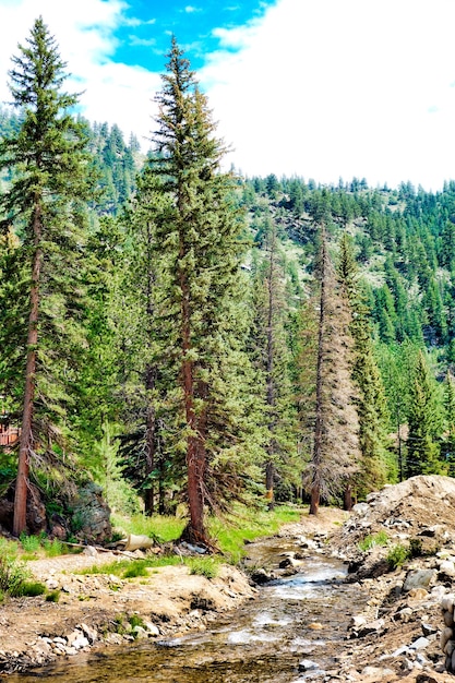 Un hermoso paisaje de un bosque con muchos abetos y un río bajo un cielo nublado