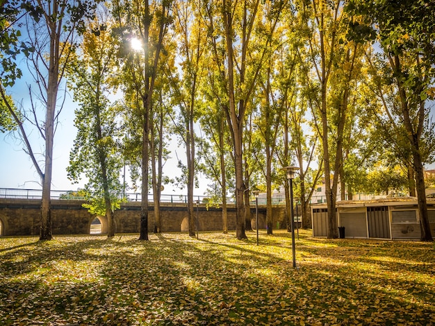 Hermoso paisaje de un bosque con muchos árboles altos y el sol brillante de fondo