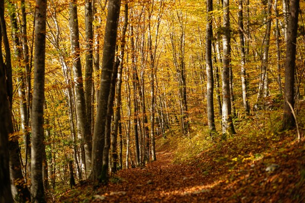 Hermoso paisaje de un bosque con muchos árboles coloridos en otoño