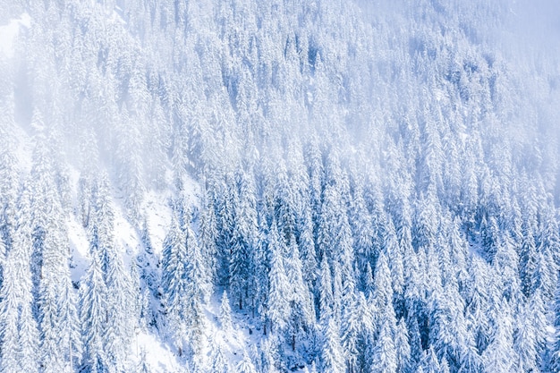 Hermoso paisaje de un bosque con muchos árboles en invierno en los Alpes Suizos, Suiza