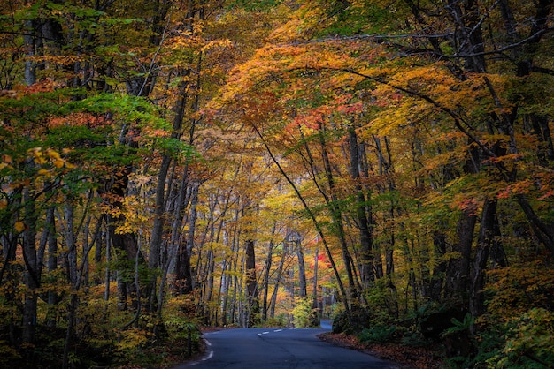 Foto gratuita hermoso paisaje de bosque otoñal en la prefectura de aomori en japón