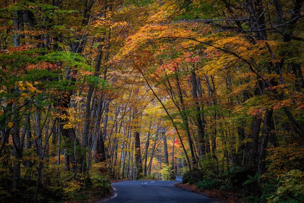 Hermoso paisaje de bosque otoñal en la prefectura de Aomori en Japón