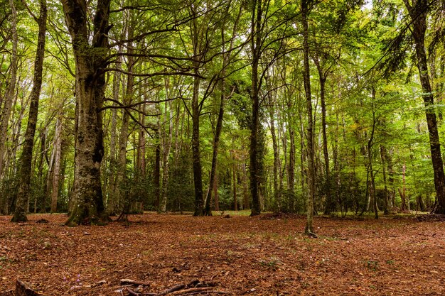 Hermoso paisaje de bosque otoñal