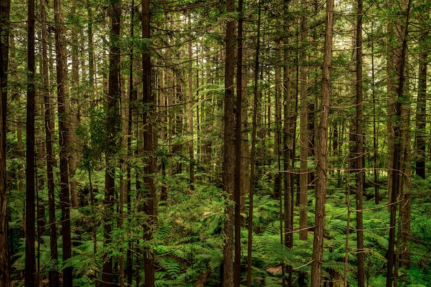 Hermoso paisaje de un bosque verde lleno de diferentes tipos de árboles de gran altura.