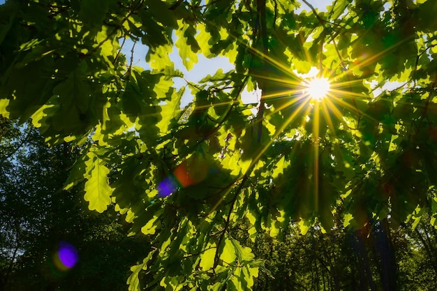 Hermoso paisaje de bosque verde los rayos del sol brillan a través de la idea de fondo de ramas de roble verde