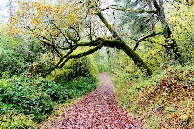 Hermoso paisaje de un bosque