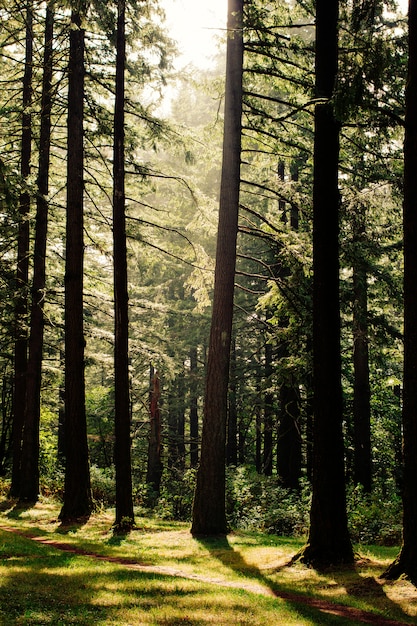 Hermoso paisaje de un bosque