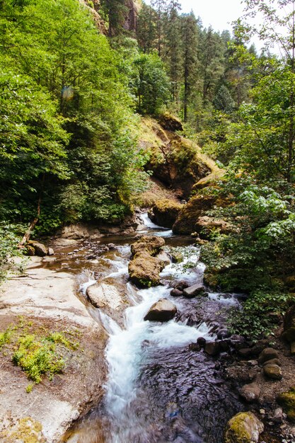 Hermoso paisaje de un bosque