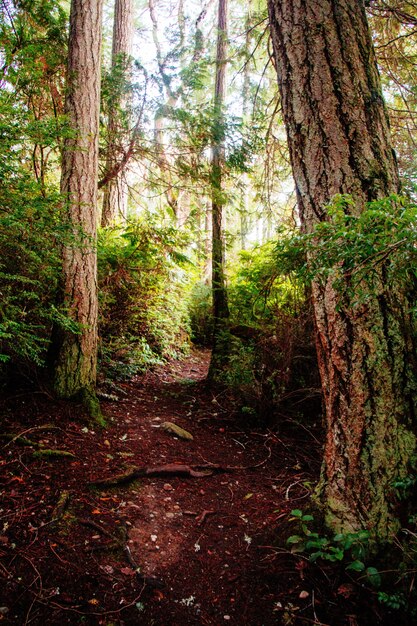 Hermoso paisaje de un bosque