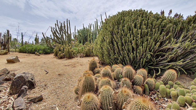 Foto gratuita hermoso paisaje con cactus en el jardín de cactus bajo un cielo nublado