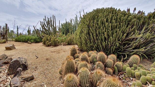 Hermoso paisaje con cactus en el jardín de cactus bajo un cielo nublado
